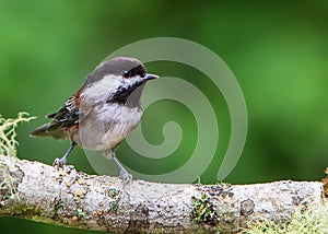 A Chestnut-Backed Chickadee on Mossy Branch