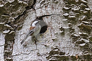 Chestnut backed Chickadee