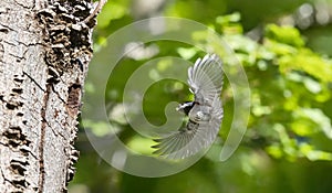 Chestnut backed Chickadee