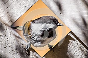 Chestnut backed Chickadee Poecile rufescens