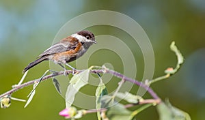 A chestnut backed chickadee ` Poecile rufescens `.