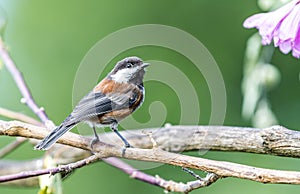 A chestnut backed chickadee ` Poecile rufescens `.