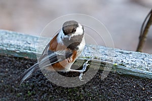 Chestnut Backed Chickadee Poecile rufescens jumping off ledge