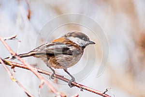 Chestnut-backed chickadee Poecile rufescens perched on a birch tree branch