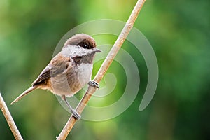 Chestnut-backed chickadee Poecile rufescens perched on a branch