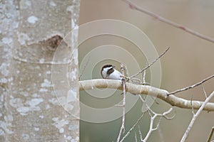 Chestnut-backed chickadee posing on tree branch