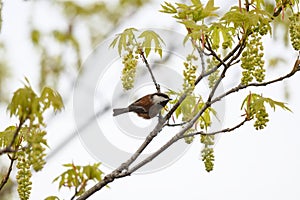 Chestnut-backed chickadee posing on tree branch