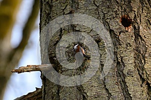 Chestnut-backed chickadee posing on tree branch photo