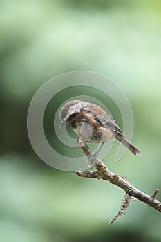 Chestnut-backed chickadee feeding in forest
