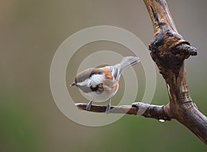 Chestnut-backed chickadee resting in forest