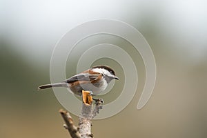Chestnut-backed chickadee resting in forest