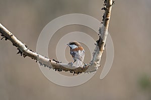 Chestnut-backed chickadee resting in forest