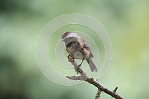 Chestnut-backed chickadee resting in forest