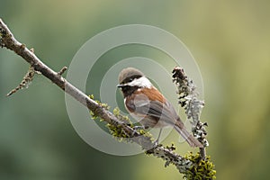 Chestnut-backed chickadee resting in forest