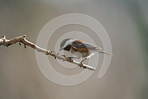 Chestnut-backed chickadee resting in forest