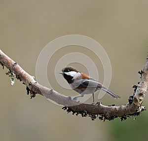 Chestnut-backed chickadee resting in forest