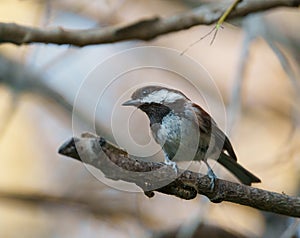 Chestnut-backed chickadee resting on tree branch photo
