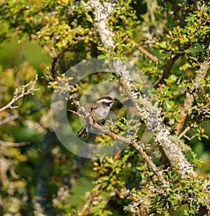 Chestnut-backed chickadee resting on tree branch photo