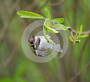 Chestnut-backed chickadee resting on tree branch photo