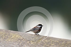 Chestnut-backed chickadee resting on tree branch photo