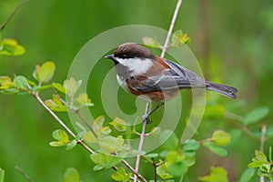 Chestnut-backed chickadee resting on tree branch photo