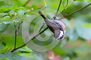 Chestnut backed Chickadee
