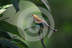 Chestnut-backed Tanager bird photo