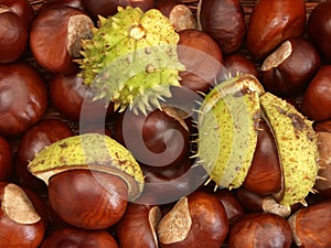 Chestnut background