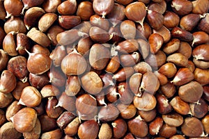Chestnut background photo