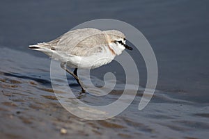 Chestnut-banded Plover