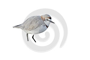 Chestnut-banded plover, Charadrius pallidus