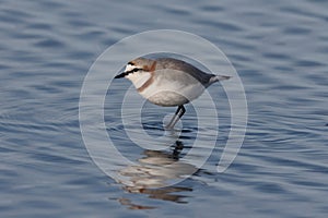 Chestnut-banded plover, Charadrius pallidus