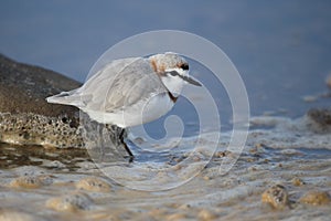 Chestnut-banded plover, Charadrius pallidus