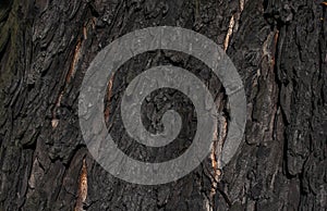 Chestnut bark with visible details. background or textura