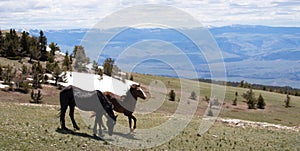 Chestnut bay and black wild horses on mountain ridge in the western USA