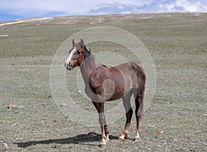 Chestnut bay young wild horse stallion in the western USA