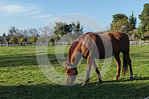 Chestnut beautiful horse eating green grass in a farm