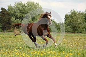 Chestnut beautiful horse galloping at the blooming meadow