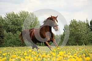 Chestnut beautiful horse galloping at the blooming meadow photo