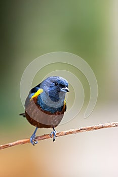 Chestnut-bellied euphonia