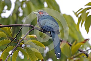 Chestnut-bellied Malkoha Phaenicophaeus sumatranus Beautiful Birds of Thailand