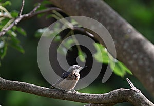 Chestnut bellied nuthatch