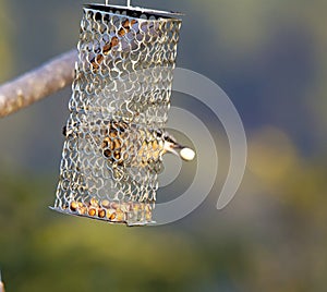 Chestnut Bellied Nuthatch Sitta Cinnamoventris photo