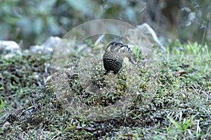 Chestnut Bellied Rock Thrush, female Monticola rufiventris, Neora Valley National Park photo