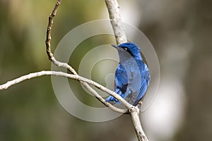 Chestnut-bellied rock thrush or Monticola rufiventris observed in Rongtong