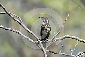 Chestnut-bellied rock thrush or Monticola rufiventris observed in Rongtong