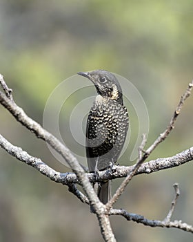 Chestnut-bellied rock thrush or Monticola rufiventris observed in Rongtong