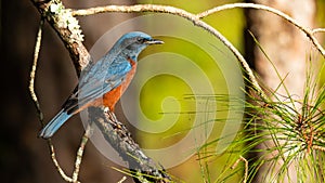 Chestnut-bellied Rock Thrush perching on pine perch