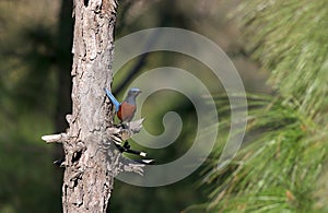 Chestnut-bellied rockthrush