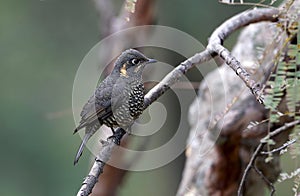 Chestnut bellied rockthrush